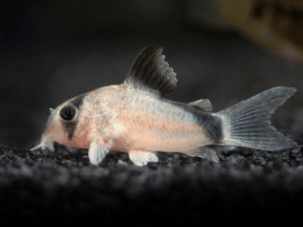Corydoras metae «Bandit Corydoras»