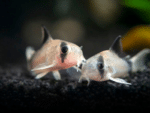 Corydoras metae «Bandit Corydoras» - Image 2