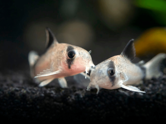 Corydoras metae «Bandit Corydoras» - Image 2