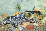 Hypancistrus sp. L173b (False Zebra Pleco) - Image 2