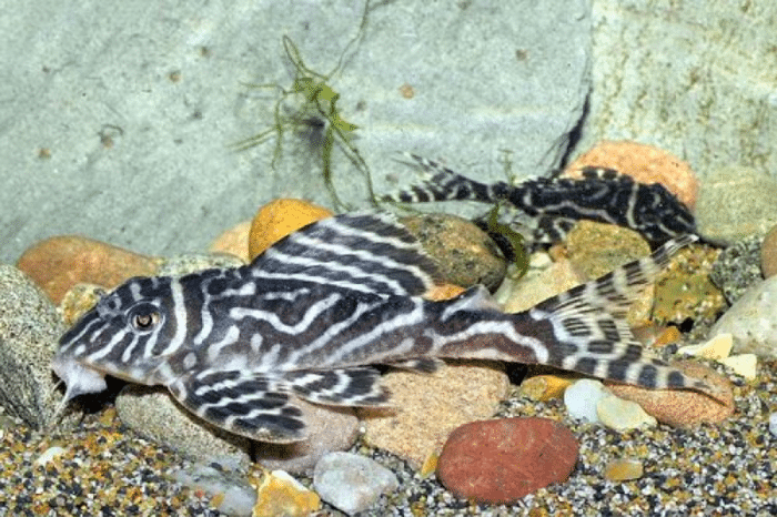 Hypancistrus sp. L173b (False Zebra Pleco) - Image 2