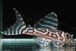 Hypancistrus sp. L173b (False Zebra Pleco)