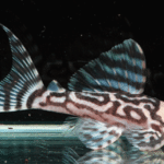 Hypancistrus sp. L173b (False Zebra Pleco)