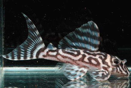 Hypancistrus sp. L173b (False Zebra Pleco)