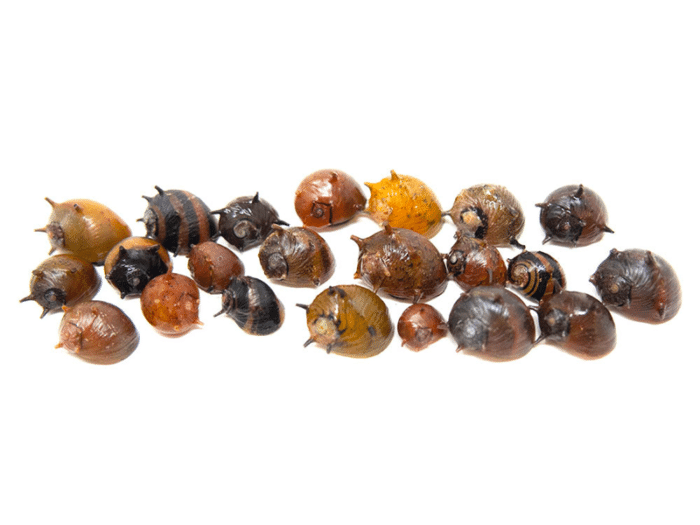 Clithon diadema Mix - Image 3