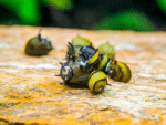 Clithon diadema Mix