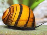 Nerritina sp. "O-Ring Snail" - Image 3