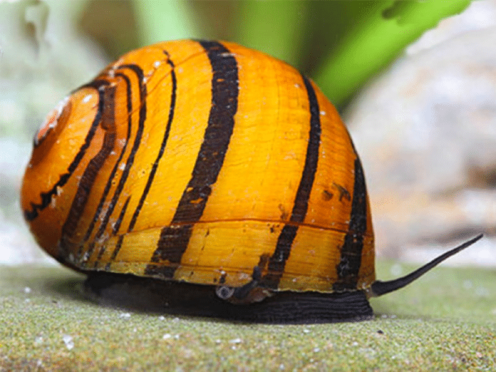Nerritina sp. "O-Ring Snail" - Image 3
