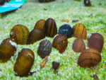 Nerritina sp. "O-Ring Snail"