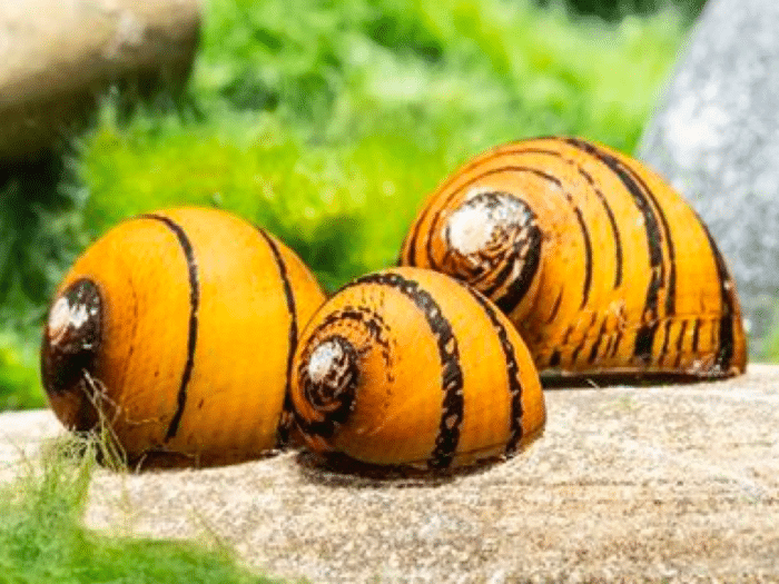 Nerritina sp. "O-Ring Snail" - Image 2