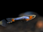 Poecilia wingei "Blue Star Endler" - Image 2