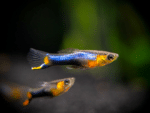 Poecilia wingei "Blue Star Endler"