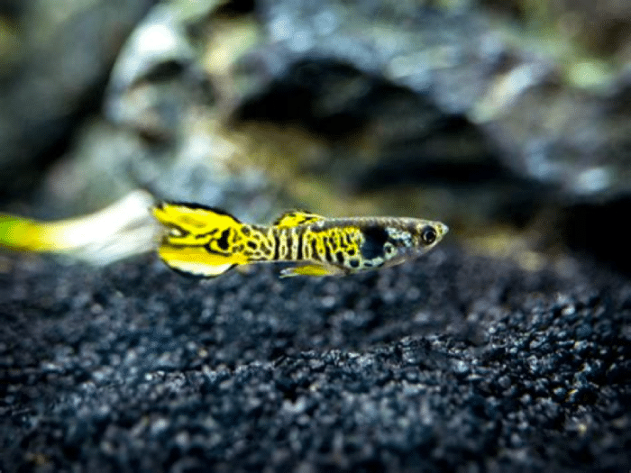 Poecilia wingei "Yellow Jacket Tiger Endler" - Image 2