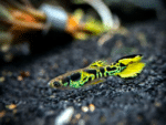 Poecilia wingei "Yellow Jacket Tiger Endler"