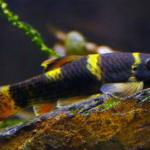 Gara flavatra “Gararufa Panda”