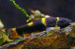 Gara flavatra “Gararufa Panda”