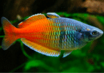 Melanotaenia boesemani "Boesemani Rainbow" - Image 2