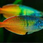 Melanotaenia boesemani “Boesemani Rainbow”