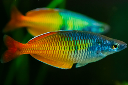Melanotaenia boesemani “Boesemani Rainbow”