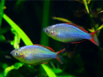 Melanotaenia Praecox "Neon Dwarf Rainbow" - Image 2