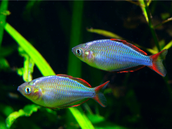 Melanotaenia Praecox "Neon Dwarf Rainbow" - Image 2