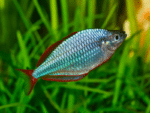 Melanotaenia Praecox "Neon Dwarf Rainbow"