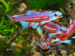 Notropis chrosomus "Rainbow Shiner" - Image 2