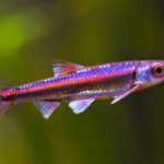Notropis chrosomus “Rainbow Shiner”