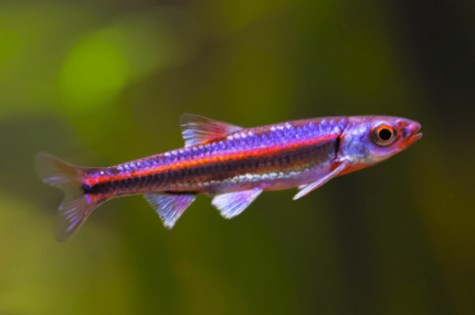 Notropis chrosomus “Rainbow Shiner”