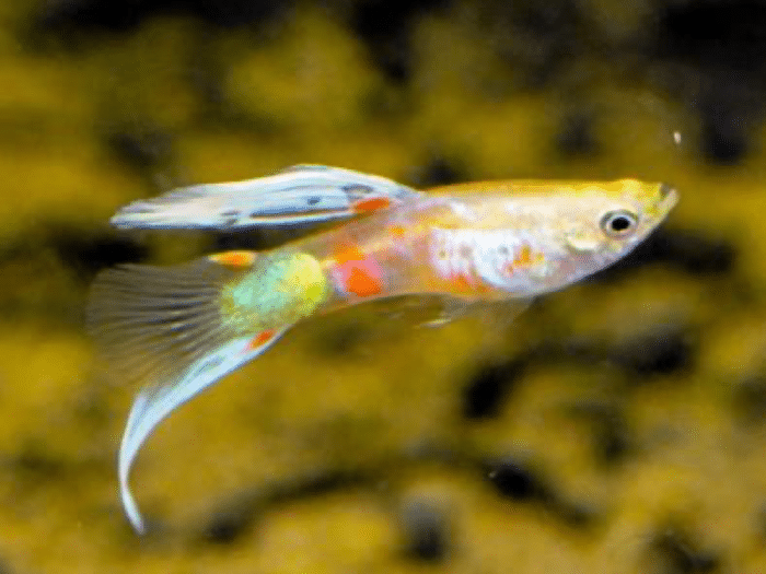 Poecilia wingei "Vienna Lower Swordtail" - Image 2