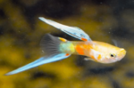 Poecilia wingei "Vienna Lower Swordtail"
