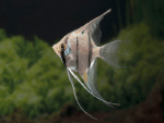 Pterophyllum scalare "Peruvian Altum Angel" - Image 2