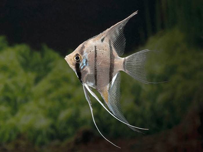 Pterophyllum scalare "Peruvian Altum Angel" - Image 2