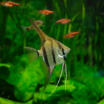 Pterophyllum scalare "Peruvian Altum Angel"