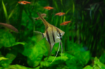 Pterophyllum scalare "Peruvian Altum Angel"