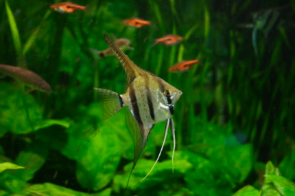 Pterophyllum scalare "Peruvian Altum Angel"