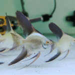 Pterophyllum Scalare "Bulgarian Green Seal Point Angelfish" (Болгарская скалярия)