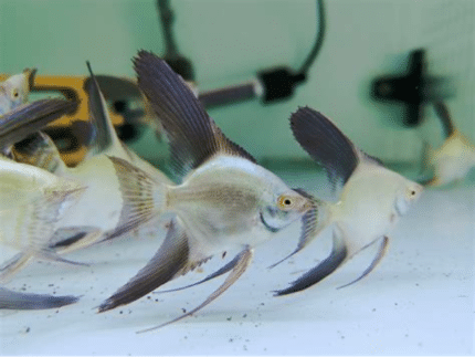 Pterophyllum Scalare "Bulgarian Green Seal Point Angelfish" (Болгарская скалярия)