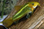 Corydoras sp. "Green Laser"