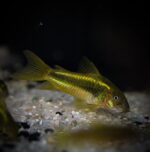 Corydoras sp. "Green Laser" - Image 2