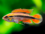 Apistogramma agassizii sp "Apistogramma agassizii Double Red"