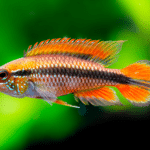 Apistogramma agassizii sp "Apistogramma agassizii Double Red"