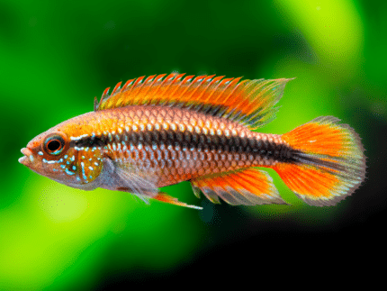 Apistogramma agassizii sp "Apistogramma agassizii Double Red"
