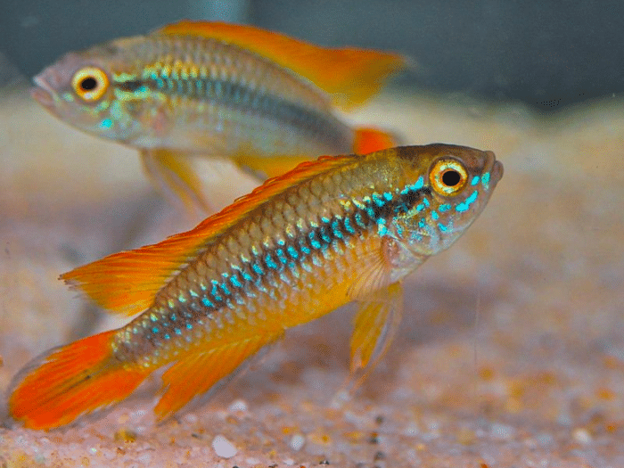 Apistogramma agassizii sp "Apistogramma agassizii Double Red" - Image 2