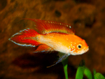 Apistogramma agassizii sp "Apistogramma agassizii Fire RED" (Апистограмма Агассица)