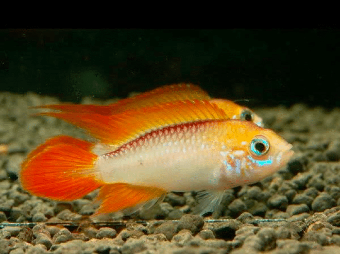 Apistogramma agassizii sp "Apistogramma agassizii Fire RED" - Image 2