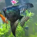 Pterophyllum scalare "Black Green Avatar Angel"