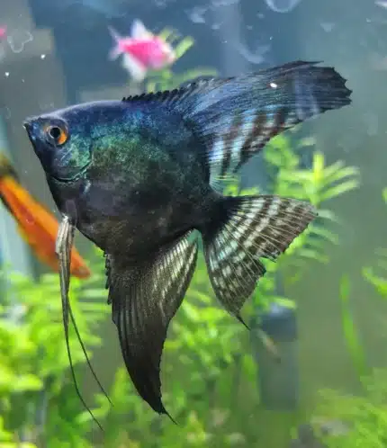 Pterophyllum scalare "Black Green Avatar Angel"