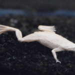 Hymenochirus boettgeri "Platinum African Dwarf Frog"