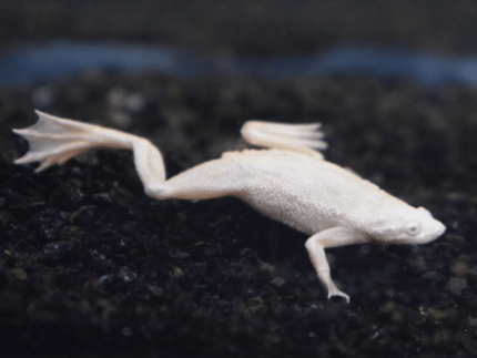 Hymenochirus boettgeri "Platinum African Dwarf Frog"